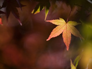 紅葉4。