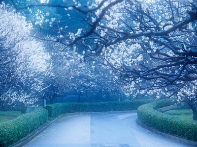 雨梅。