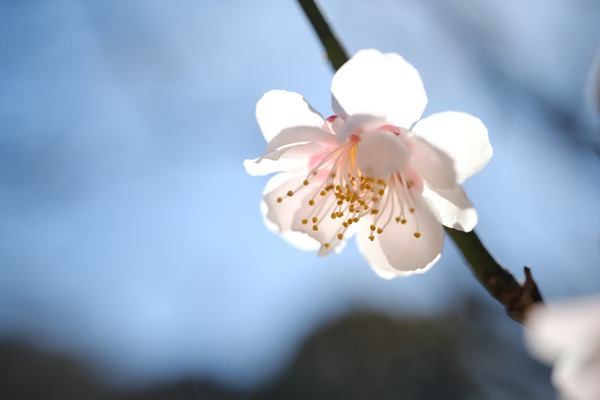 DSCF8023_R