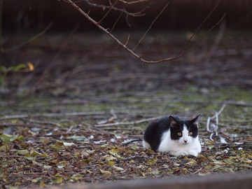 ぬこ@ZD ED50-200mm