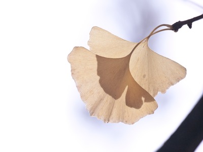 �դ�����