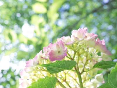 �����äѤ���