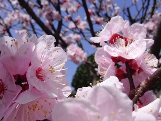 ����ǥ����ߡ�