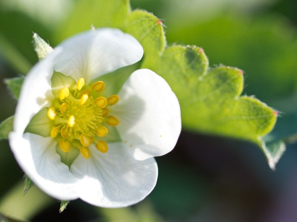 �Ϥ��������Ϥ�ʤ���Ρ����Σ���