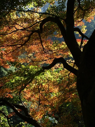 紅葉1