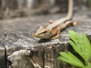 �Ȥ�������