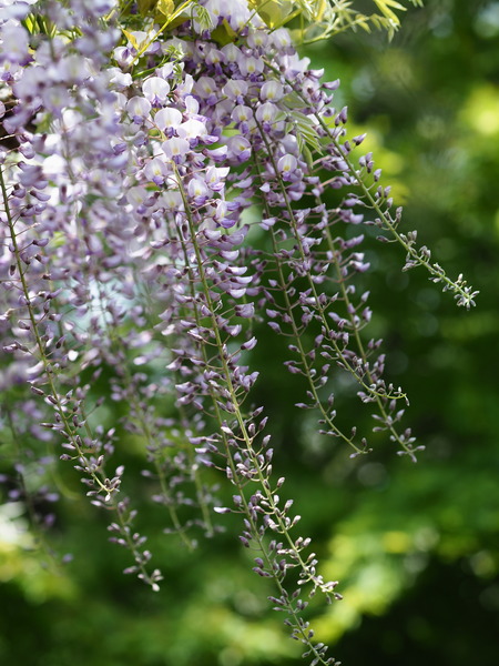 P4280032_rc