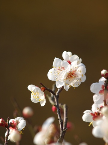 和。(ZD50-200)