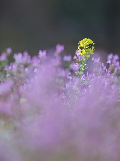 菜の花。