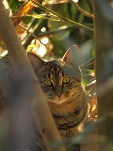 ����ʡ�鮤���ǭ�ʡ�