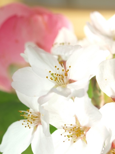 ��������أ���