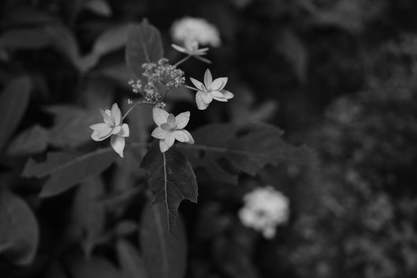 DSCF5666_RS
