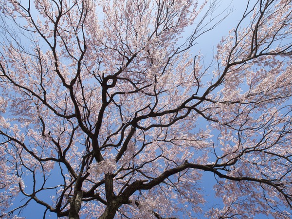 ��߹��ޤ��褦�ˡ�