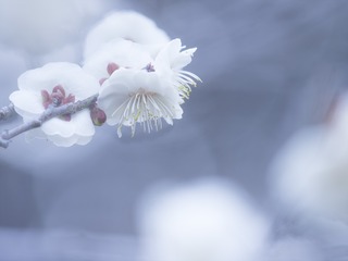 5E212272_rc_R