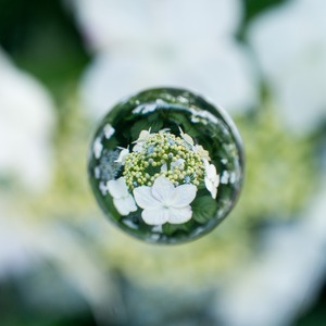 ��̡�������������