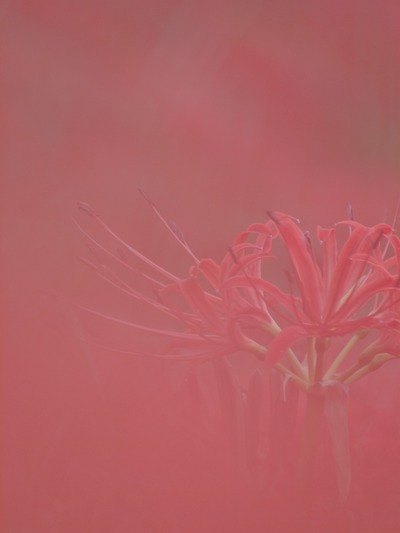 �㥳��ȥ饹�ȡ�