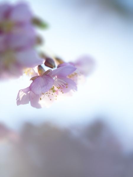 EM153686_rc2_R