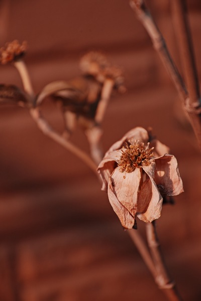 SDQ_3273_SPP_R