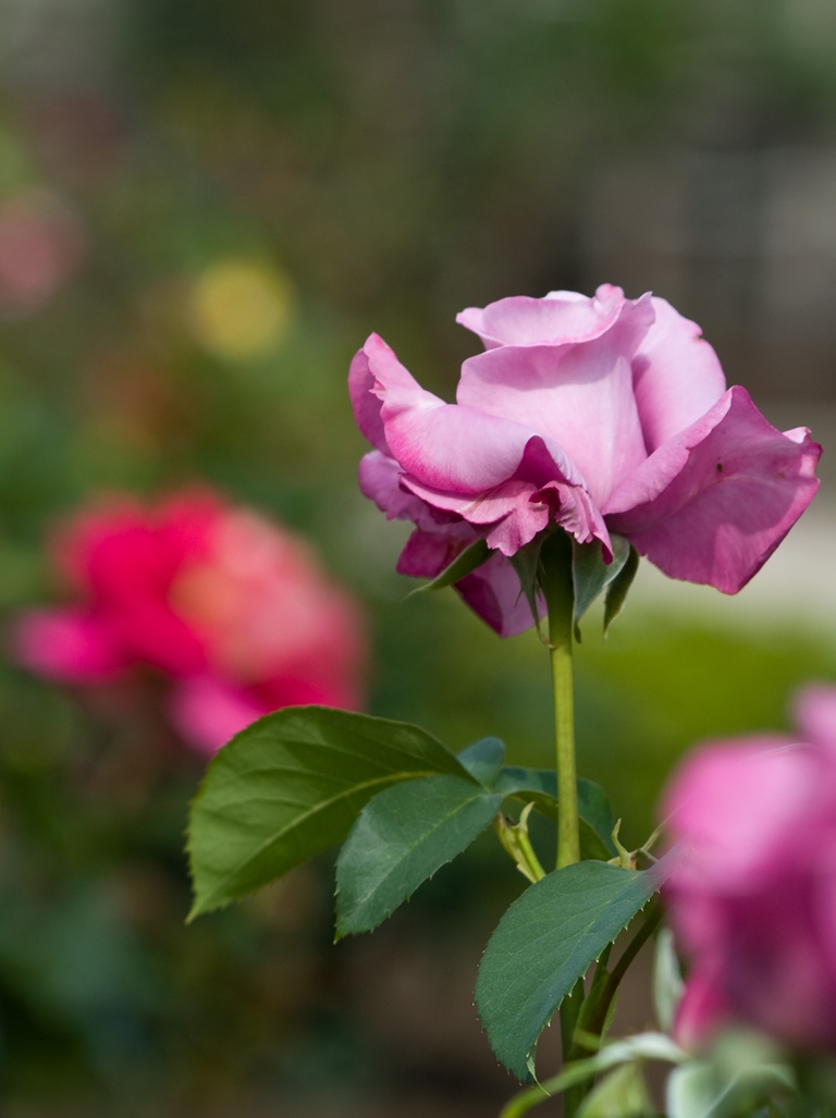 バラの薔薇んす って だじゃれかよ どこ日記