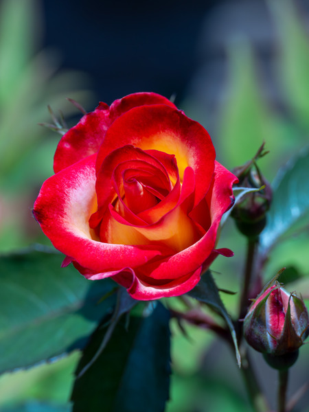 1X234794-����-NR