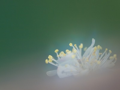 ø�����꡼��