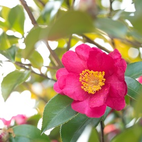 赤い花。