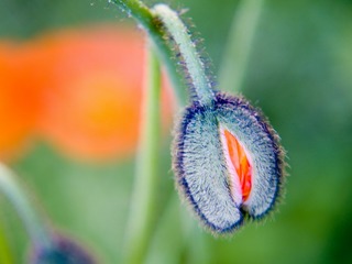 �����������Ƥޤ���