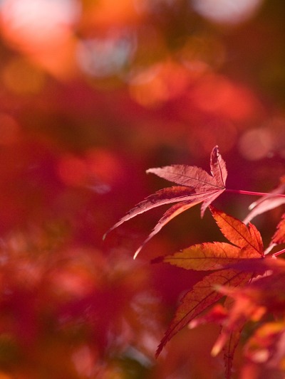紅葉2。
