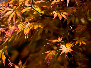 紅葉2。