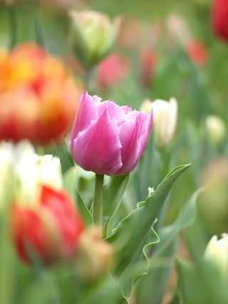 ������äݤ���