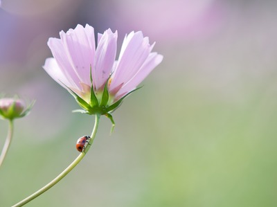 ĺ�����ܻؤ��ơ�