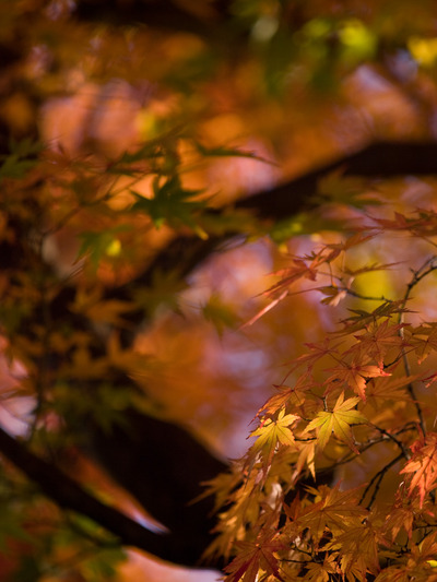 ���գ���