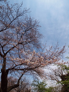 ���ᥤ�襷�ΤϤޤ��ʤΤ衣