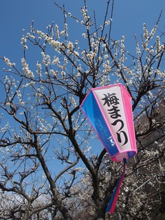 梅まつり