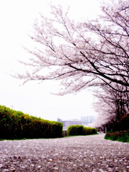 �������ƻ��