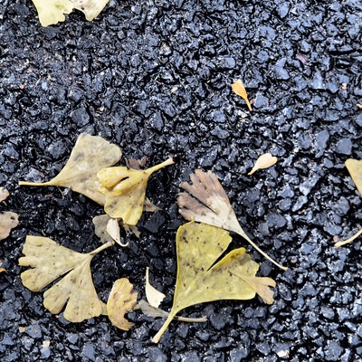 �����祦��