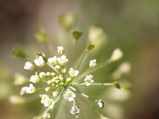 �ڤ�ڤ󡢤ڤ�ڤڤ�