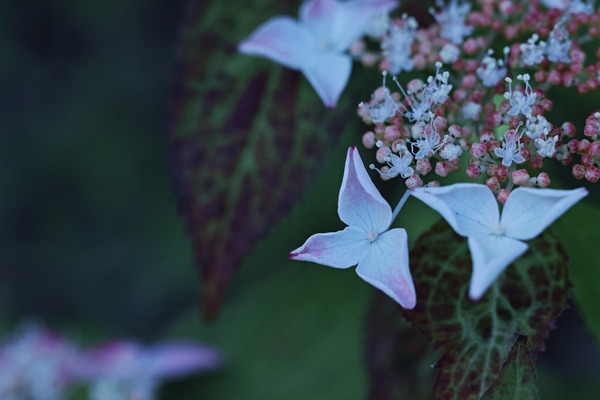 SDQ_8290_SPP_R