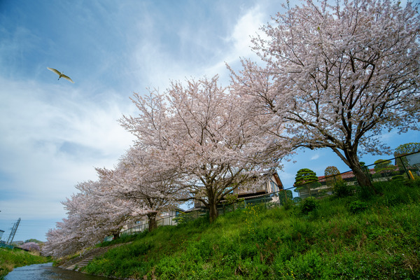 DSCF4471-強化-NR