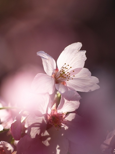 ø���ԥ󥯤ǡ�