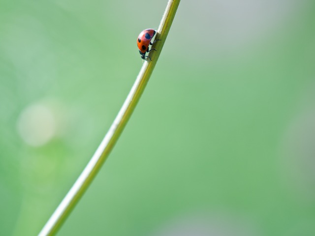 �Ƥ�Ȥ��ष��