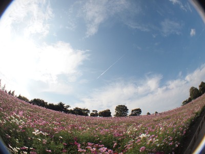 空に一筋の飛行機雲。