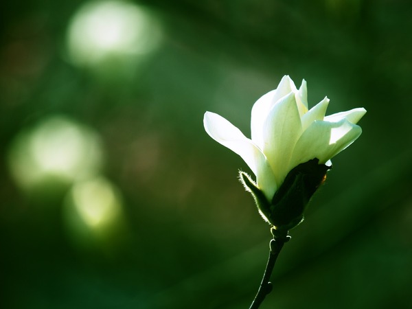 �������ץ�������