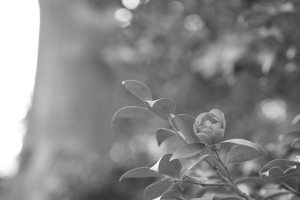 DSCF7471_R