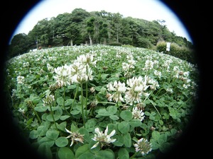 ウオノメ君。