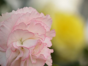 華やか。
