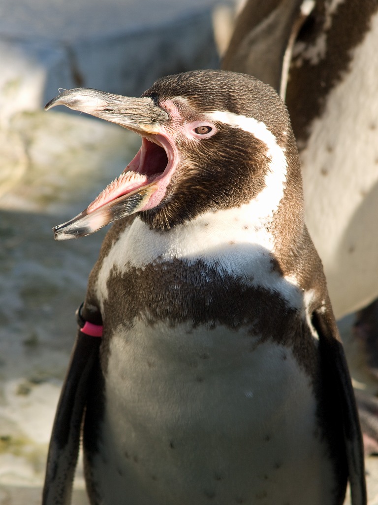 ペンギン三昧 どこ日記 ペンギン三昧 どこ日記
