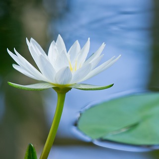 華。