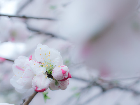 ���ޡ��֥롣