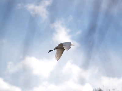 ���ӹԤ��ѡ�